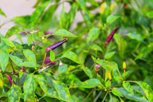 Load image into Gallery viewer, Pepper, Cayenne Purple
