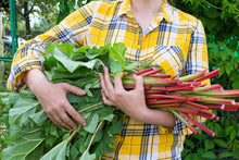 Load image into Gallery viewer, Rhubarb, Glaskins Perpetual