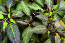 Load image into Gallery viewer, Pepper, Black Hungarian