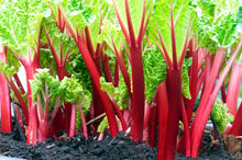 Load image into Gallery viewer, Rhubarb, Victoria
