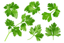 Load image into Gallery viewer, Cilantro, Leisure