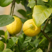 Load image into Gallery viewer, Lemon, Eureka