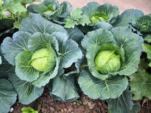 Load image into Gallery viewer, Cabbage, Copenhagen Market Early