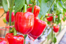 Load image into Gallery viewer, Pepper, Big Red Bell