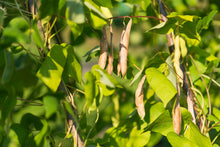 Load image into Gallery viewer, Bean, Kidney