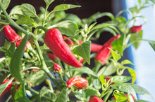 Load image into Gallery viewer, Pepper, Jalapeno