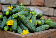 Load image into Gallery viewer, Cucumber, National Pickling