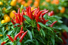Load image into Gallery viewer, Pepper, Bird's Eye Chili