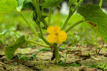 Load image into Gallery viewer, Cantaloupe, Banana