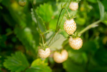 Load image into Gallery viewer, Strawberry, Pineapple Crush