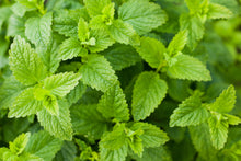 Load image into Gallery viewer, Catnip, Lemony