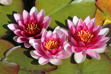 Load image into Gallery viewer, Lotus, Mixed Colors - Organic