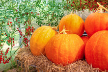 Load image into Gallery viewer, Pumpkin, Big Max