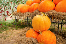 Load image into Gallery viewer, Pumpkin, Big Max