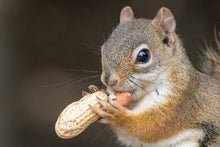 Load image into Gallery viewer, Peanut, Tennessee Red
