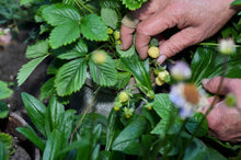 Load image into Gallery viewer, Strawberry, Pineapple Crush