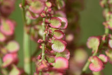 Load image into Gallery viewer, Sorrel, Large Leaf