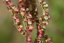 Load image into Gallery viewer, Sorrel, Large Leaf