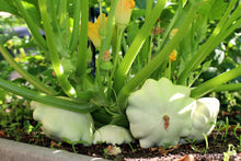 Load image into Gallery viewer, Squash, White Bush Scallop
