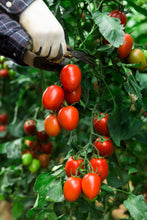 Load image into Gallery viewer, Tomato, Roma
