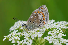 Load image into Gallery viewer, Parsley, Flat Leaf