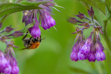 Load image into Gallery viewer, Comfrey