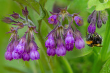 Load image into Gallery viewer, Comfrey