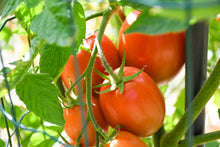 Load image into Gallery viewer, Tomato, Roma