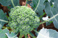 Load image into Gallery viewer, Broccoli, De Cicco - Organic