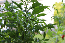 Load image into Gallery viewer, Pepper, Greek Golden