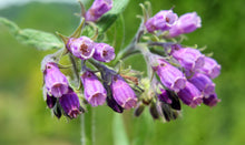Load image into Gallery viewer, Comfrey