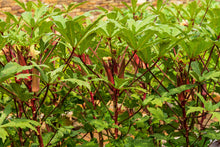Load image into Gallery viewer, Okra, Red Burgundy