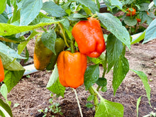 Load image into Gallery viewer, Pepper, Orange Sun Bell