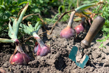 Load image into Gallery viewer, Onion, Red Burgundy