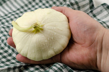 Load image into Gallery viewer, Squash, White Bush Scallop