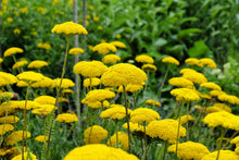 Load image into Gallery viewer, Yarrow, Golden