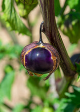 Load image into Gallery viewer, Tomatillo, Purple