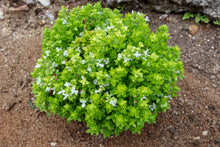 Load image into Gallery viewer, Basil, Spicy Globe