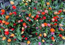 Load image into Gallery viewer, Pepper, Bolivian Rainbow
