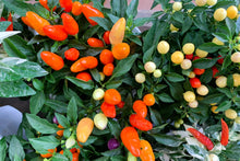 Load image into Gallery viewer, Pepper, Bolivian Rainbow