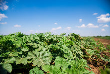 Load image into Gallery viewer, Watermelon, Congo