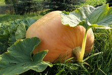 Load image into Gallery viewer, Pumpkin, Dill's Atlantic Giant