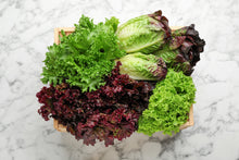 Load image into Gallery viewer, Lettuce, Leaf Red Salad Bowl