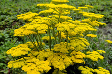 Load image into Gallery viewer, Yarrow, Golden