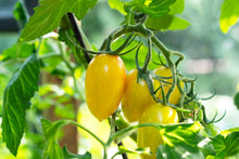 Load image into Gallery viewer, Tomato, Yellow Plum
