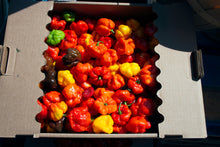 Load image into Gallery viewer, Pepper, Jamaican Hot Red