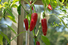 Load image into Gallery viewer, Pepper, Early Jalapeno