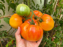 Load image into Gallery viewer, Tomato, Pineapple