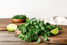 Load image into Gallery viewer, Cilantro, Leisure