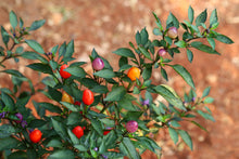 Load image into Gallery viewer, Pepper, Bolivian Rainbow